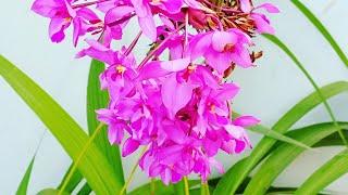 Tropical fancy - Spathoglottis Plicata/Ground Orchid care