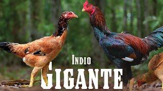 The World's Tallest Chicken: The Indio Gigante