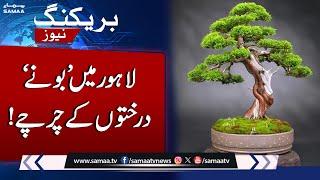 Discover the Beauty of Bonsai Trees at Jilani Park, Lahore  | SAMAA TV