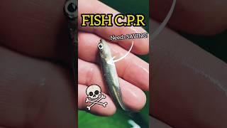 FISH CPR 3! They are NOT actually DEAD!  #shorts