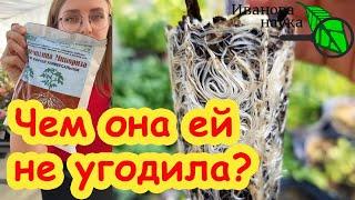 ВАМ ЭТО БОЛЬШЕ НИКТО НЕ РАССКАЖЕТ: вся правда о микоризе. Почему Семена Алтая врут о микоризе?