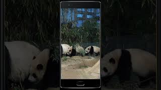 Giant panda mother Aibao takes her two cubs Huibao and Ruibao to drink water #panda  #cutepanda