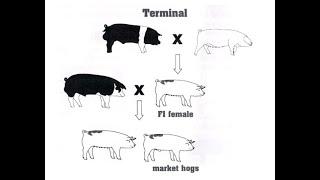 Pigs: Terminal Crossbreeding System