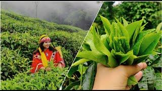 How To Make Green Tea From Fresh Leaves | Ooty Tea Plantation | Green Tea Processing At Home