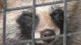 エゾタヌキ の『あん』と『シロ』 (おびひろ動物園) 2019年7月6日