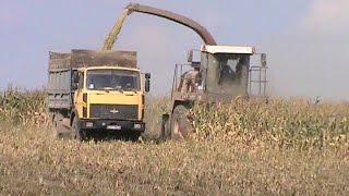 harvesting corn for silage