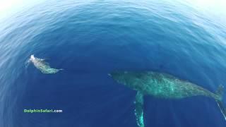 Drones Over Dolphin Stampede and Whales off Dana Point and Maui