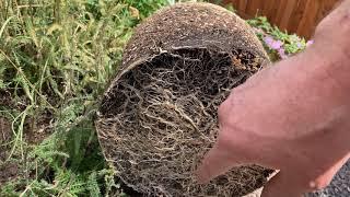 Planting an old showy milkweed plant in the garden