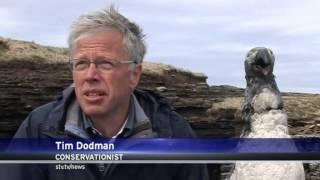 Scottish TV's item on the 200th anniversary of the Great Auk's extinction