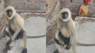 Monkey Animal Lover video by wildlife part (6)