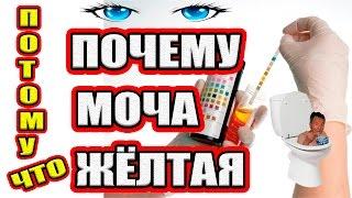 Почему моча жёлтая? Отчего зависит цвет мочи?