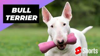 Bull Terrier  One Of The Most Popular Dog Breeds In The World #shorts