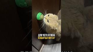 Для чего нужна кошачья мята.