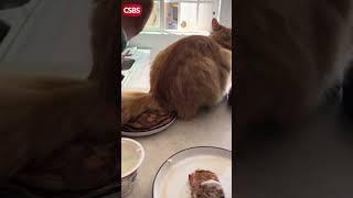Живая микроволновка в действии #позитив #юмор #новости