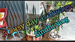 A busy day as always /my daily routine  🪴🪣🪡️/sindhi vlog 