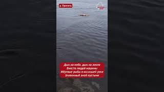 Беларус показал мор рыбы на Припяти. Причина не известна   #belarus #беларусь #рыбалка #экология