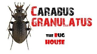 Carabidae | Carabus granulatus (aggiornamento #3)