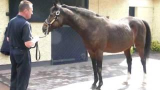 SADLERS WELLS. Top class race horse and thoroughbred sire at Coolmore 2008
