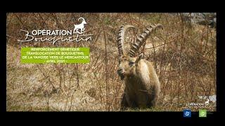 Opération bouquetin 2021 - Parc national du Mercantour et de la Vanoise