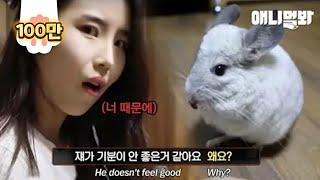 도도한 친칠라를 불러내는 마법의 치트키가 뭐게요 (초성힌트 ㅁㄹㅁㅇ)ㅣTo Film A Cute Chinchilla But Got Freaked Out Instead