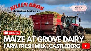 Killen Bros | Maize at Grovedairy Farm Fresh Milk | Castlederg