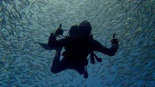 Bait Ball @ Bachelor's Beach, Bonaire.