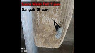 Suara Walet Full 1 Jam || th 2020 Sampai 1 juta view