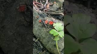 Red cup fungus