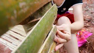 Build a kitchen with existing bamboo, build a sturdy bamboo fence | Ly Thi Thanh Bushcraft