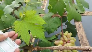 Wajib tahu, penyebab daun anggur bercak kuning dan cara mengatasinya, dijamin daun akan hijau subur