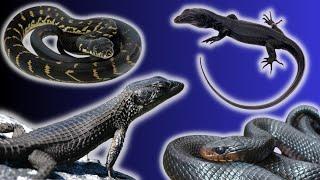 Top 6 Black Reptiles!