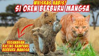 Momen Langka Kucing Oren Barbar Berburu Mangsa yang Terekam Kamera!