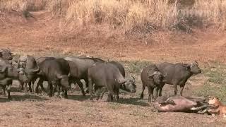 CRAZY ATTACK BUFFOIL AT LION! Lion fights against a buffalo