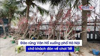 Đào rừng Vân Hồ xuống phố Hà Nội chờ khách đón về chơi Tết Tân Sửu 2021