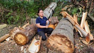 Harvest Large Trees For Food - Processing Pig Food From Tree | Lý Thị Ca