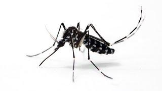 Mückenplage: Was Gelsen anzieht und abwehrt