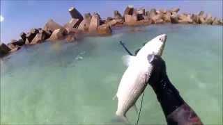 Sea bass and Mullet - Alexandria