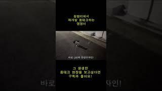 청량리에서 재개발 몸테크하는 댕댕이 2  #shorts