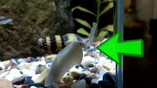 Do Assassin Snails Kill Shrimp? - Shrimp Keeping