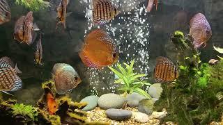 Discus are growing fast. Removed dither fish to reduce bioload a tad.