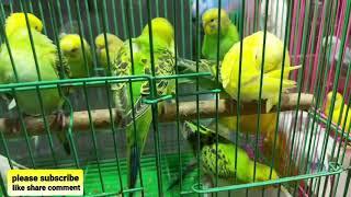 Types of Budgies - Birds Market - pet shop - pet Birds Market - youtube