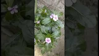 Beautiful flower|| Flower Gardening|| Purple Flower||