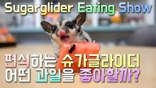 4개월차 슈가글라이더 먹방 모음 (Sugar glider eating)