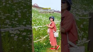 [70대 여행]강원도 평창 육백마지기 데이지 꽃 구경/ 실시간 개화 현황