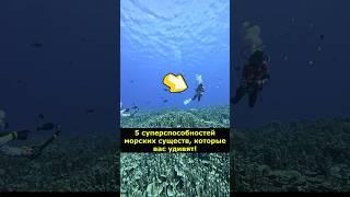5 суперспособностей морских существ, которые вас удивят! #Море   #Факты #корабли #wowfacts #Наука