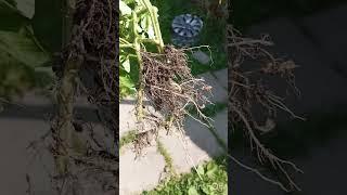 ВЕРХУШКИ У ПОМИДОРОВ КРУТЯТСЯ,ВЫДЕРНУЛА НАПРОЧЬ.