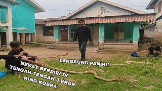 REVIEW 3 EKOR ULAR KING KOBRA HASIL RESCUE LAPORAN DARI WARGA BESAR  ULAR NYAA BIKIN MERINDING!!