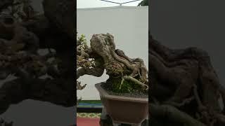 Bonsai ileng ileng istimewa klas utama