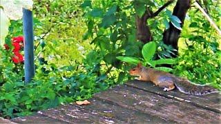 SUNBATHING SQUIRREL