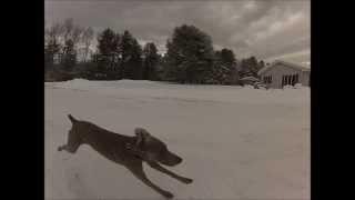 Weimaraner Running - COOL!